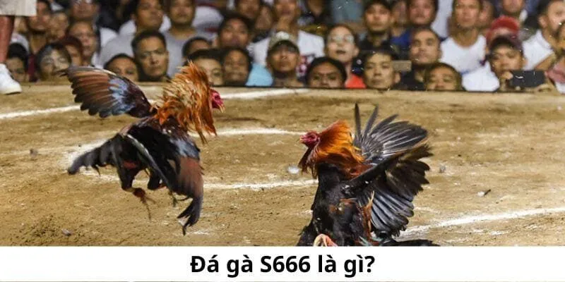 Đá Gà S666 – Sảnh Cá Cược Hấp Dẫn với Những Trận Đấu Đỉnh Cao